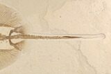 Rare, Fossil Stingray (Heliobatis) - Wyoming #93052-3